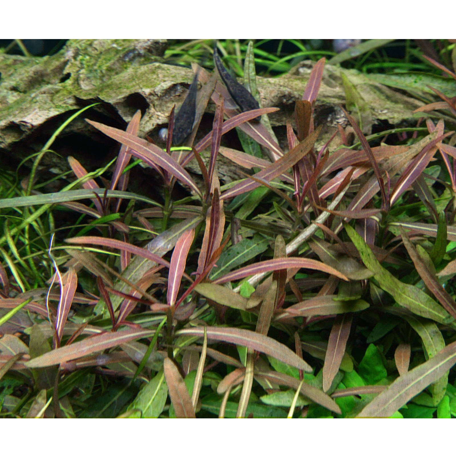 Hygrophila lancea“Araguaia"