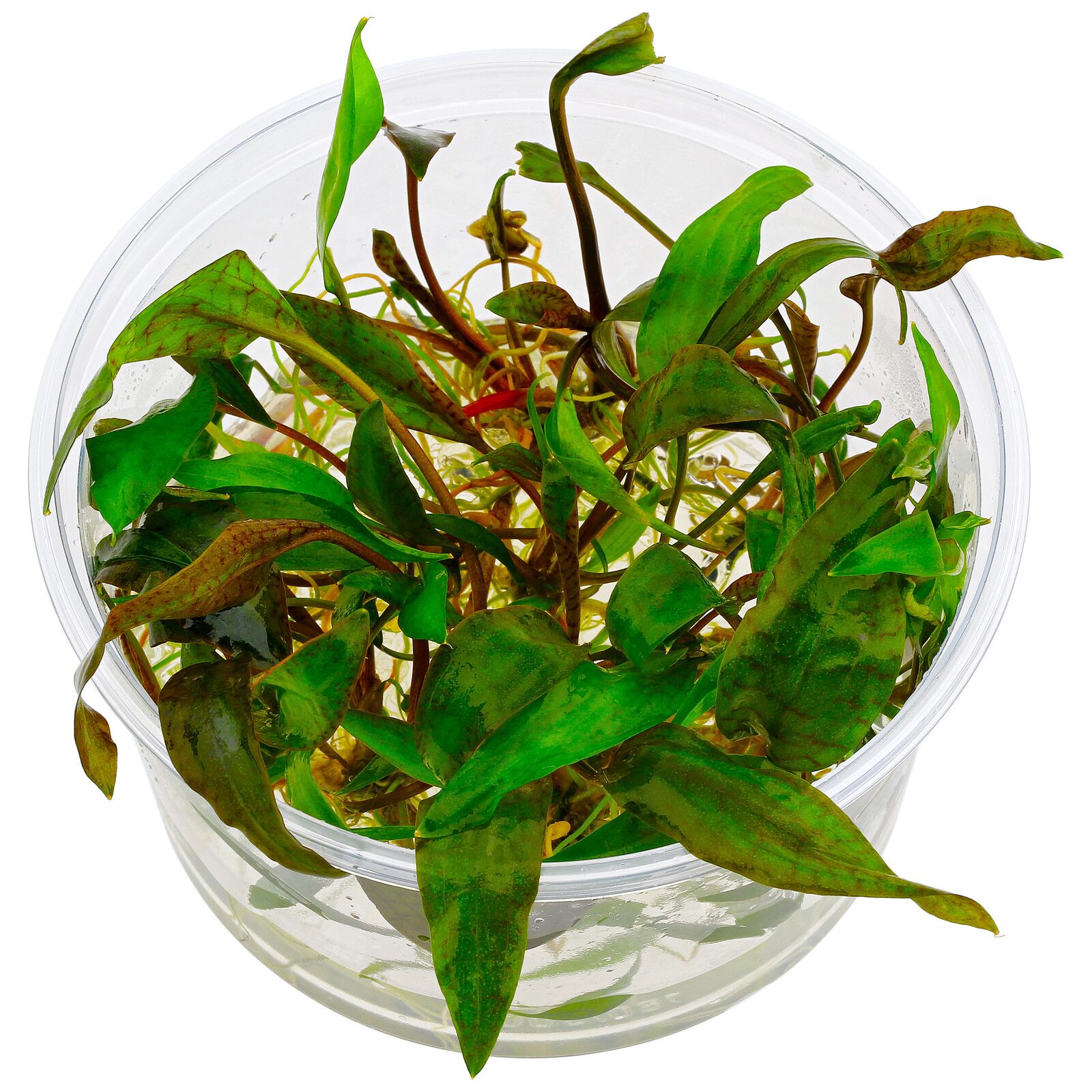 Cryptocoryne“Purpurea"