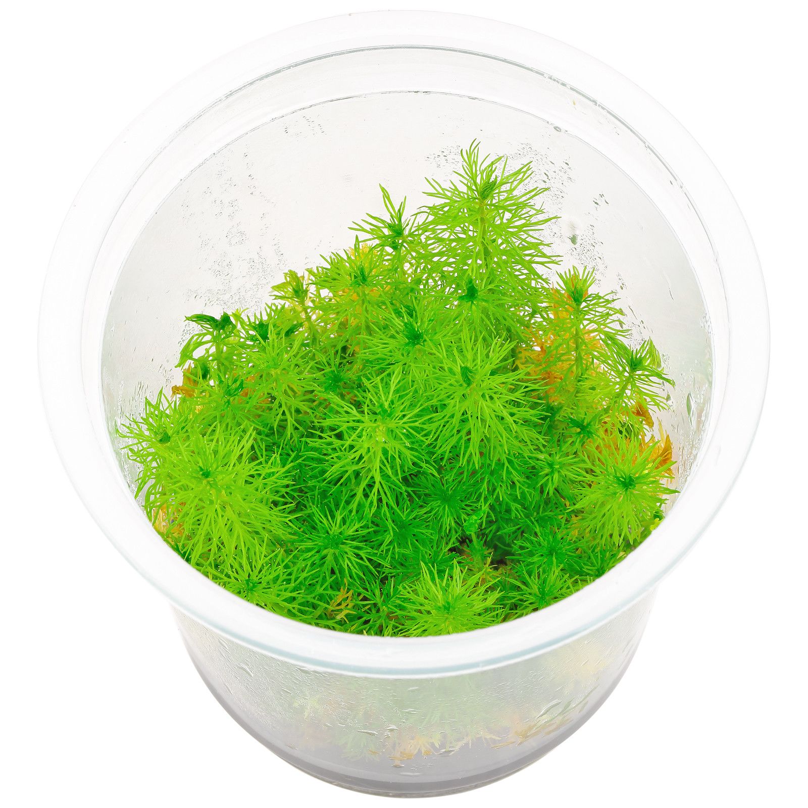 Myriophyllum sp。“Guyana"