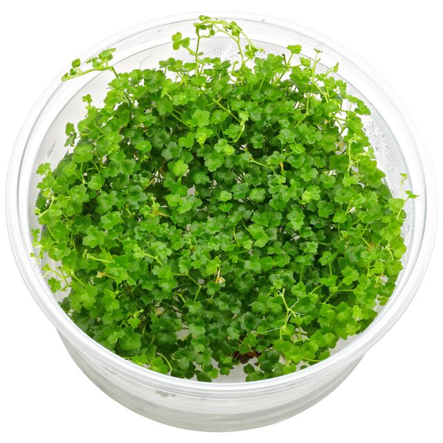 Hydrocotyle tripartita“Mini"