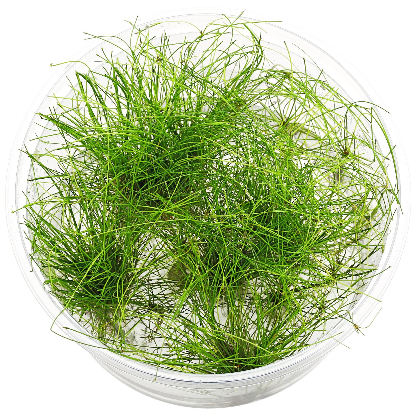 Eleocharis Vivipara