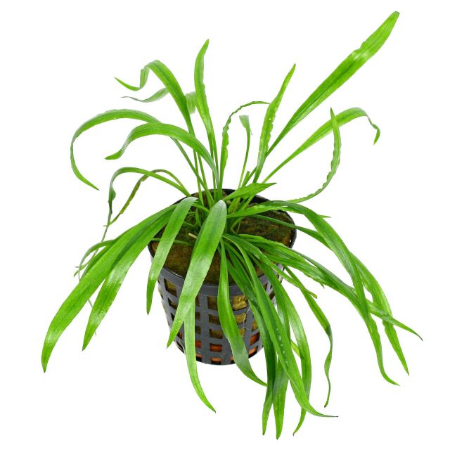 Cryptocoryne spiralis var。剖宫脉