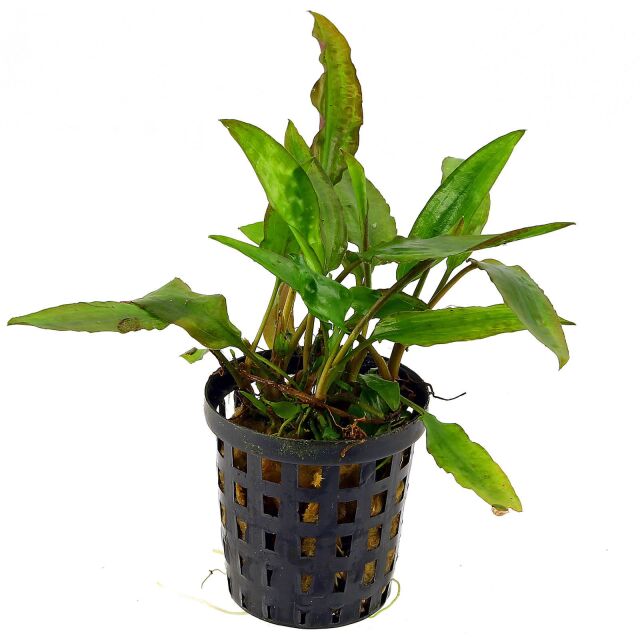 Cryptocoryne usteriana