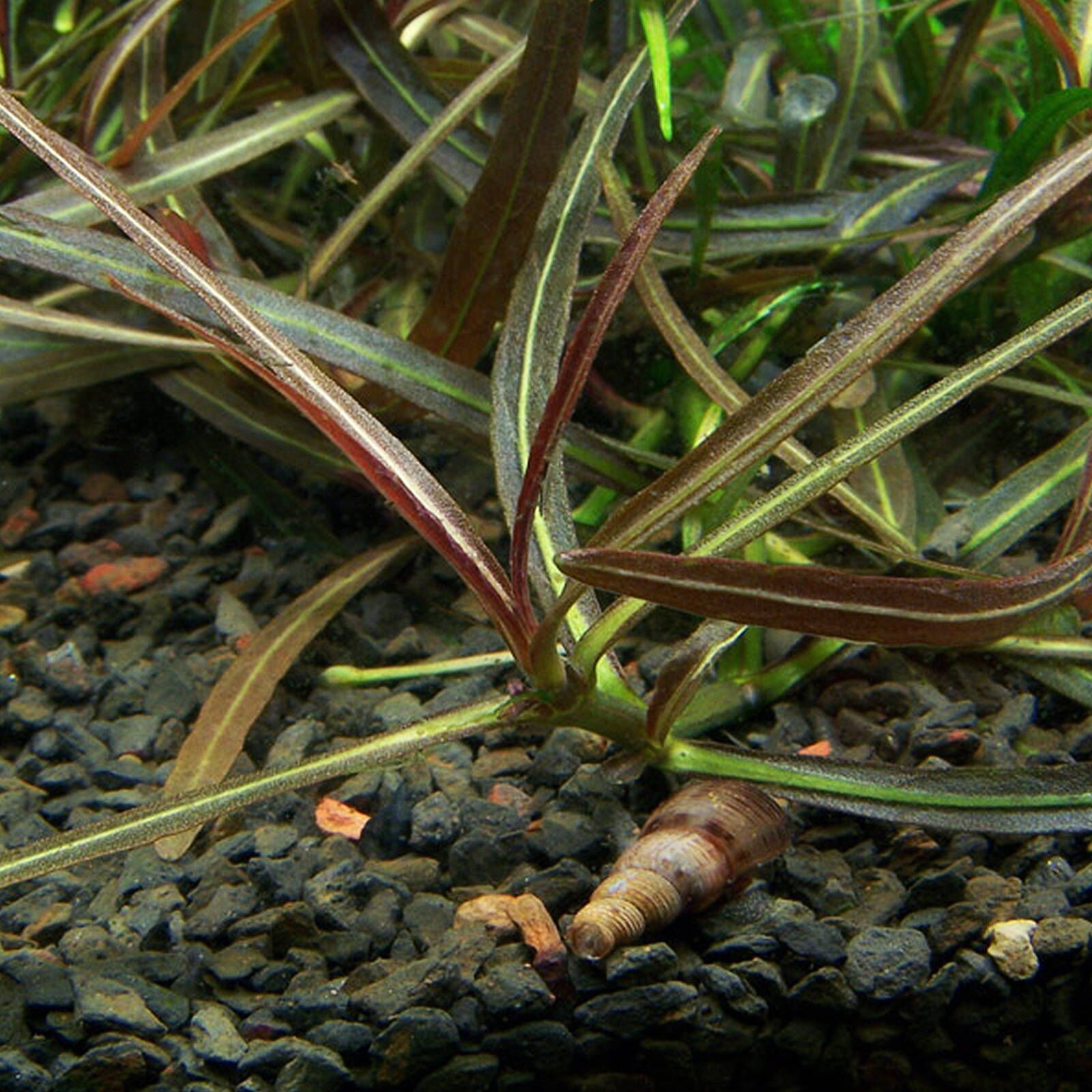 Hygrophila lancea“Araguaia"