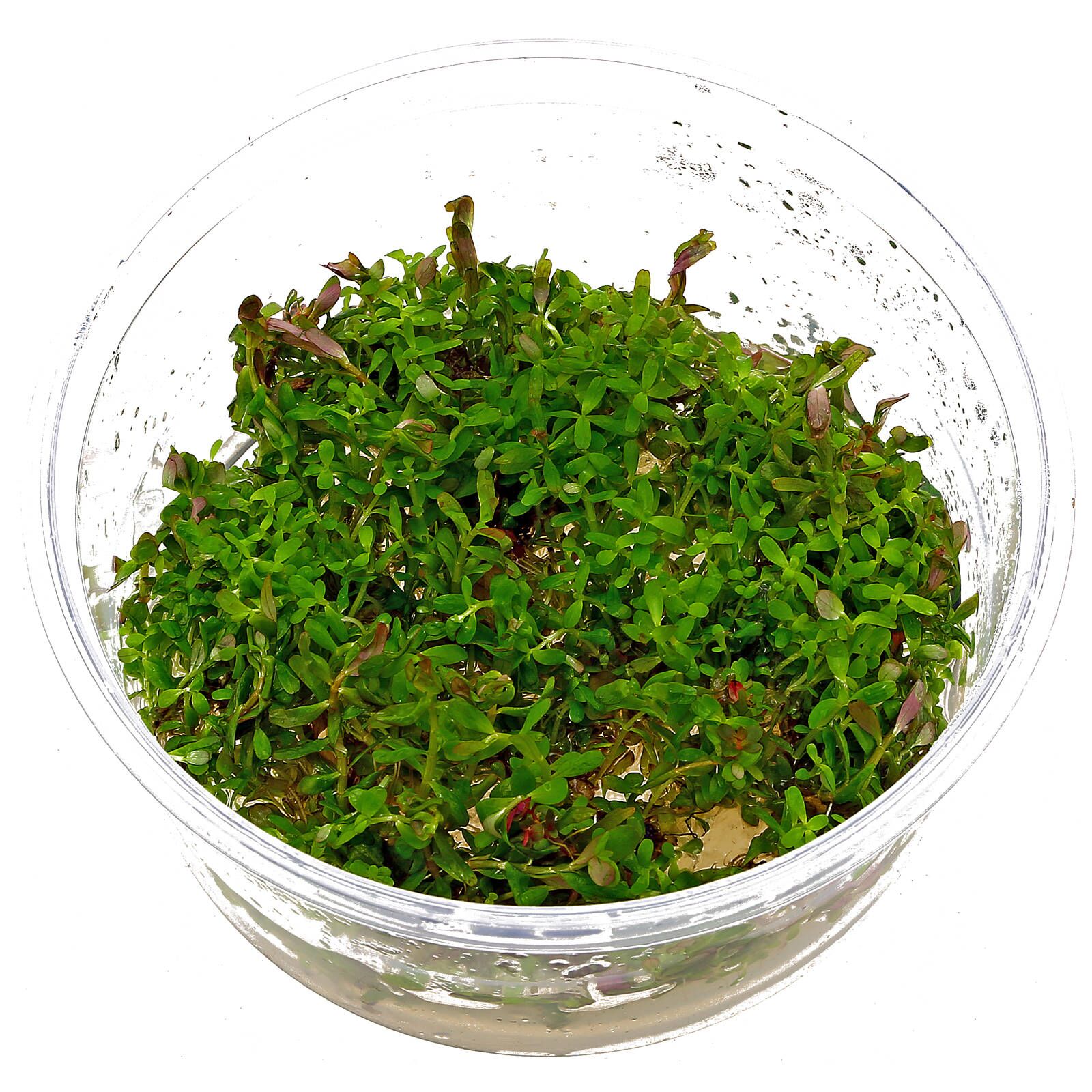 Rotala rotundifolia“Colorata"