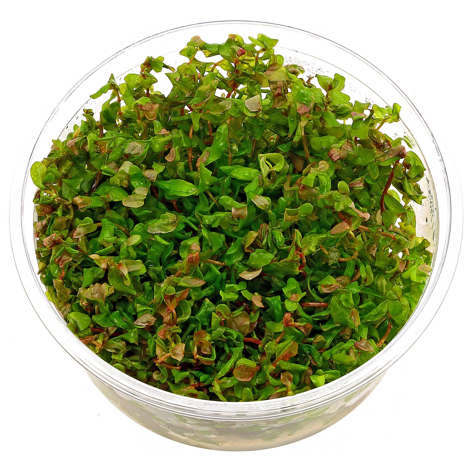 Rotala Macrandra.