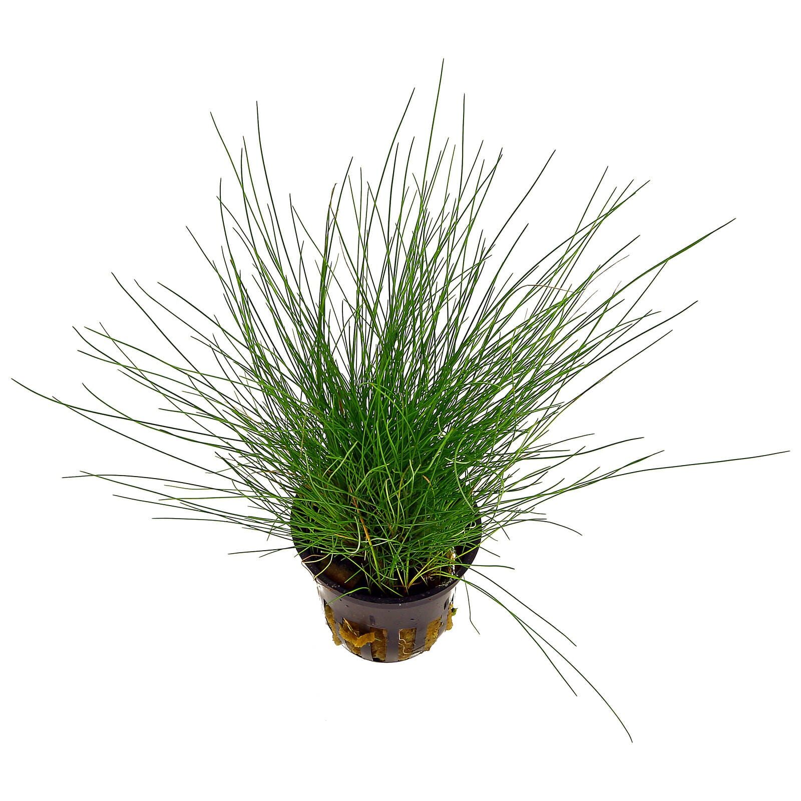 Eleocharis pusilla (parvula)