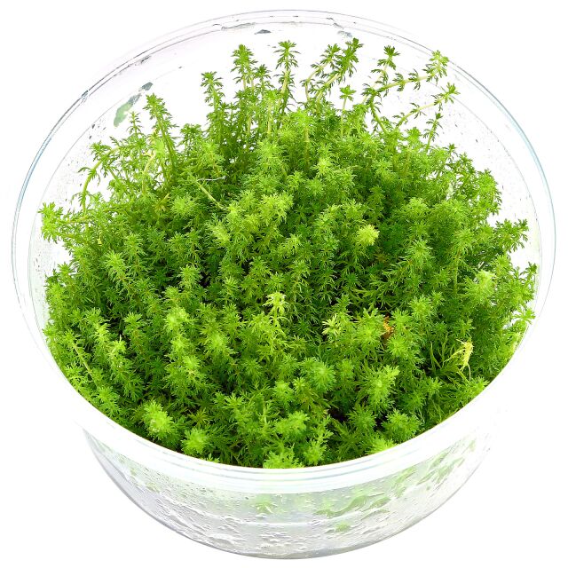 Myriophyllum sp。“Guyana"