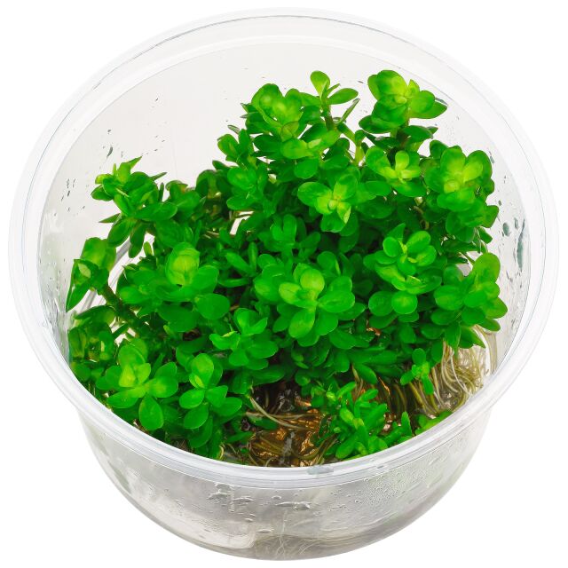 Rotala indica.