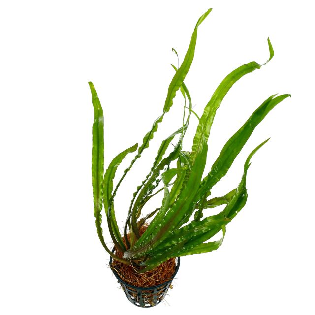 Cryptocoryne spiralis.