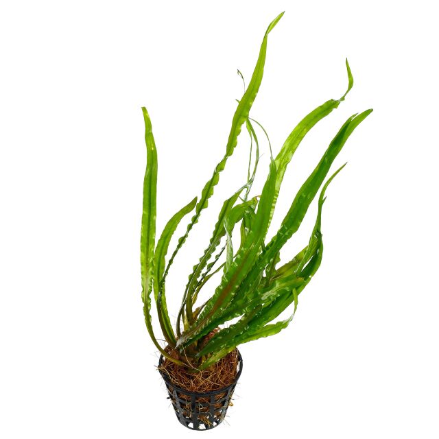 Cryptocoryne spiralis.