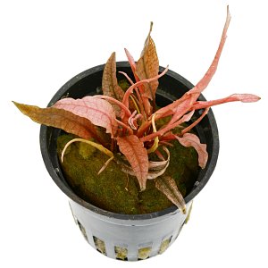 Cryptocoryne wendtii火烈鸟